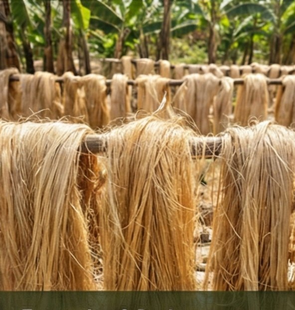 Banana fibers extracted in the field and sun-drying — the raw material behind Green Whisper®