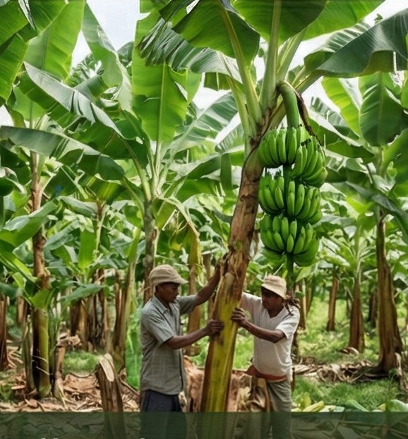 Banana plants in the field, harvested by hand
